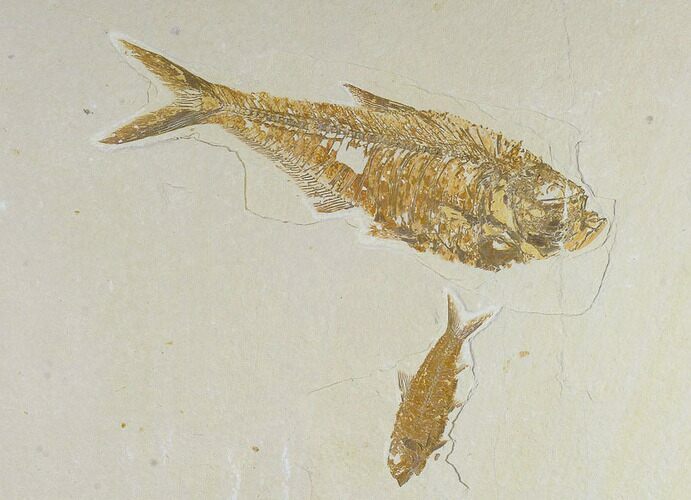 Diplomystus Fossil Fish With Knightia - Wyoming #119472